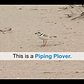 WildlifeNYC: Tips for Sharing the Beach with Plovers