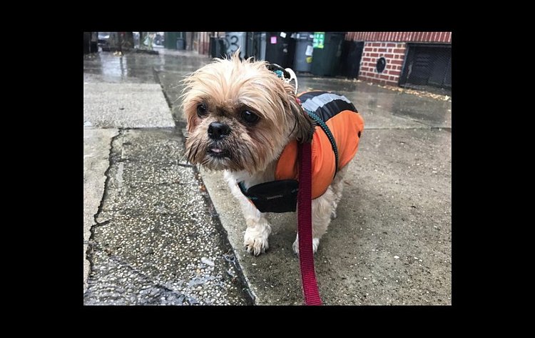 Lookin' cute, feelin' gloomy in Williamsburg