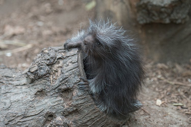 North American Porcupine Born at WCS’s Bronx Zoo