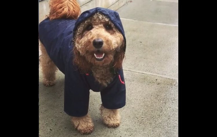 Celeb dog Samson the dood rockin' the stylish rain gear in Brooklyn