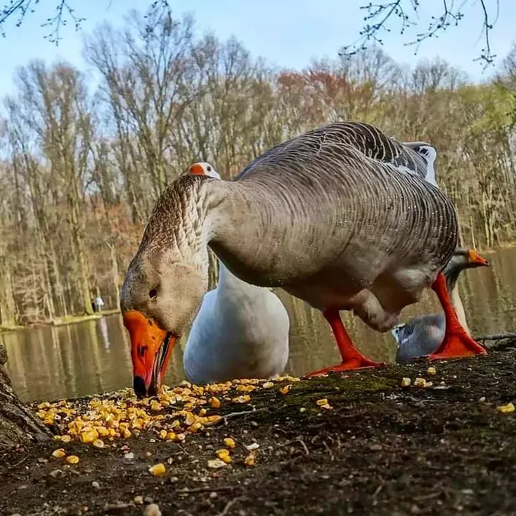 Willowbrook Park, Staten Island