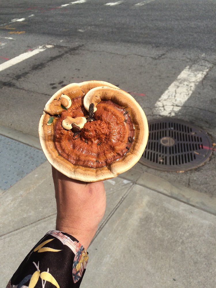 Ganoderma sp.--September 2015