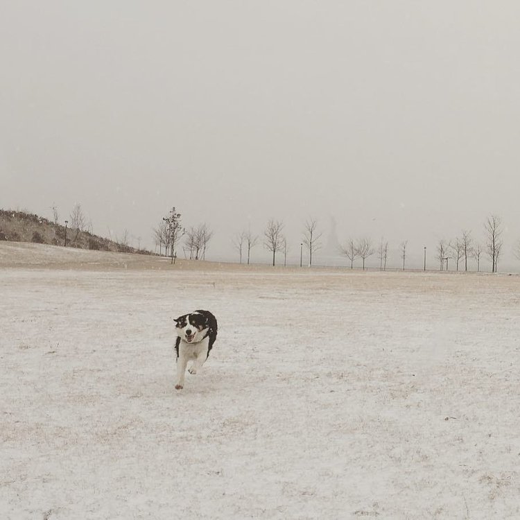 Maxie looks like he’s in an Andrew Wyeth painting. @sheldeins