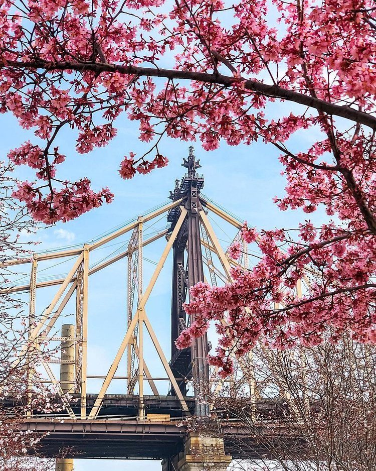 Queensboro Bridge from Roosevelt Island, New York