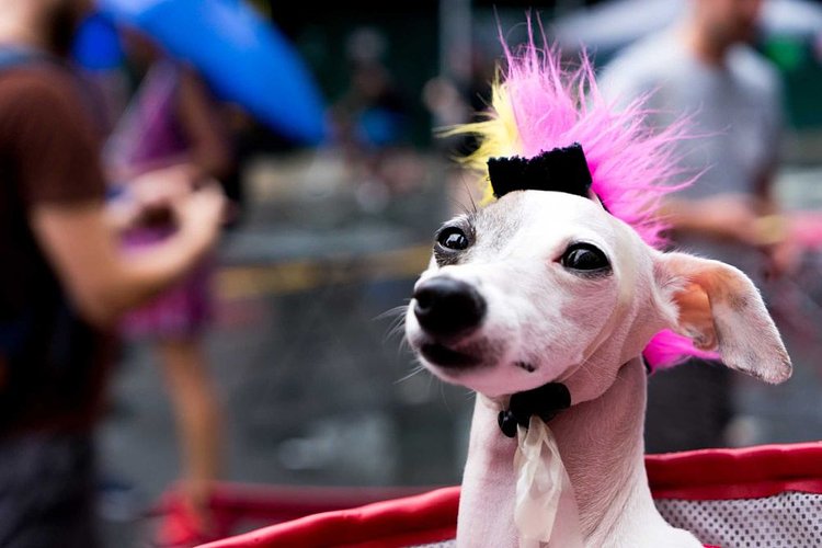 If your hairpiece doesn't give you a pink and yellow mohawk, why even wear it?
