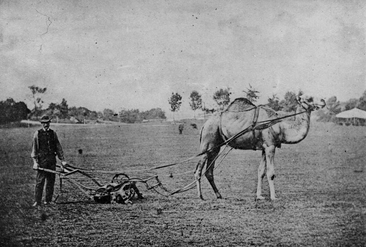 A camel hitched to a lawn mower, Sheep Meadow, Central Park, 1869.