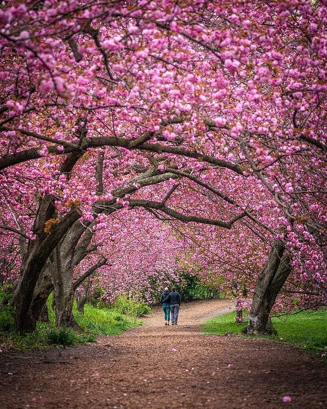 Spring in Central Park, Manhattan
