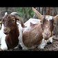 8 Poison Ivy-Eating Goats Invade Prospect Park