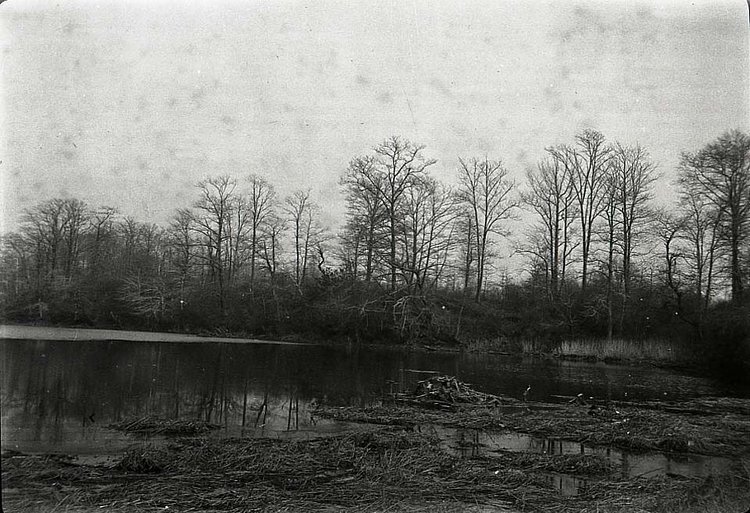 Seguine's Pond in Annadale circa 1925.(From the Collection of the Staten Island Museum)