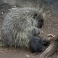 North American Porcupine Born at WCS’s Bronx Zoo