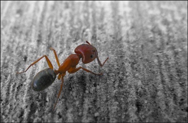 Ant | I was with Victoria when we found this ant. Somehow, Victoria froze the ant in place and he wouldn't move, letting me take a picture of him.

Selective coloring!