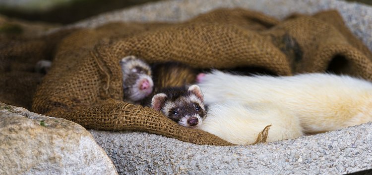 Cute sleeping ferret babies | There were young ferrets and I could take pictures of them even if they were far away, but they were cute!
