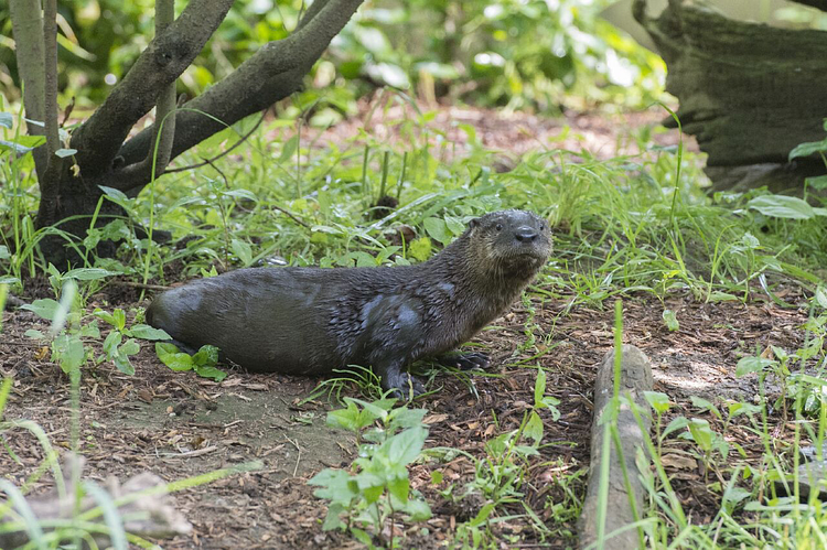 North American River Otter Pup Debuts at WCS’s Prospect Park Zoo