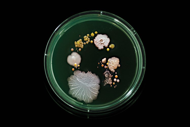 G Train: Contains E. coli, salmonella, Micrococcus luteus, Bacillus subtilis