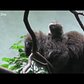 Titi Monkey Baby | Bronx Zoo