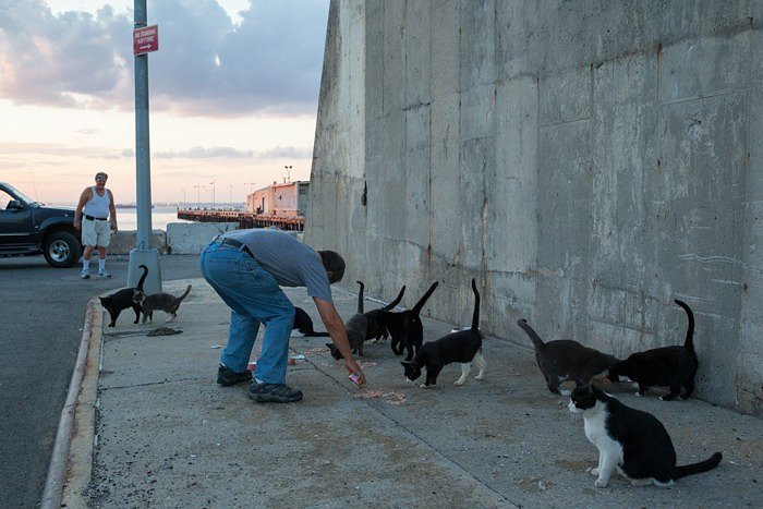 Joe feeds one of his feral colonies as John Kaper watches. John feeds the cats on weekends when Joe is busy walking dogs on the Upper West Side for wealthy families, his main source of income since retiring from driving garbage trucks in NYC. \"I've spent about $33,000 on the cats in the last 3 years. I love the cats. I actually do. And they need my help. The medical costs a fortune…the vet has mercy on me sometimes and gives me a discount. The cats would be dead without the shelters and food. They'd freeze to death. Saddest time was when we lost 11 cats after Hurricane Sandy...the worst loss was Cowboy. Took me forever to get close to that cat."