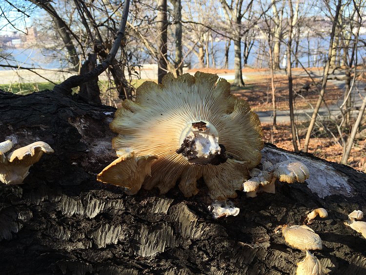 Oysters--December 2015