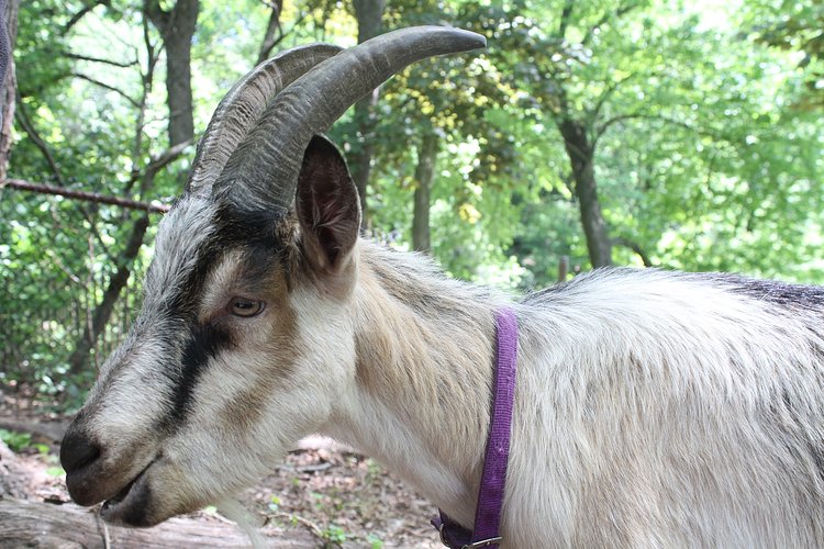 Prospect Park Goats