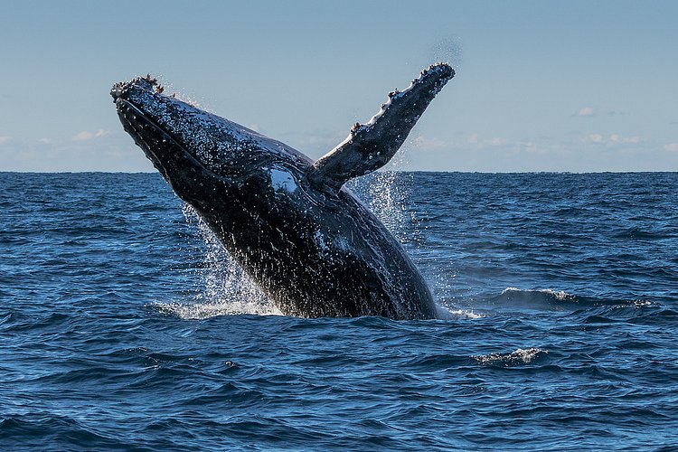 Humpback Whale Breaching