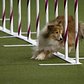 A dog competes in a Westminster show event on February 14, 2015.
