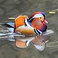 It's back: NYC's rare Mandarin duck makes grand return to Central Park