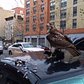 Red Tailed Hawk eating a pigeon in NYC