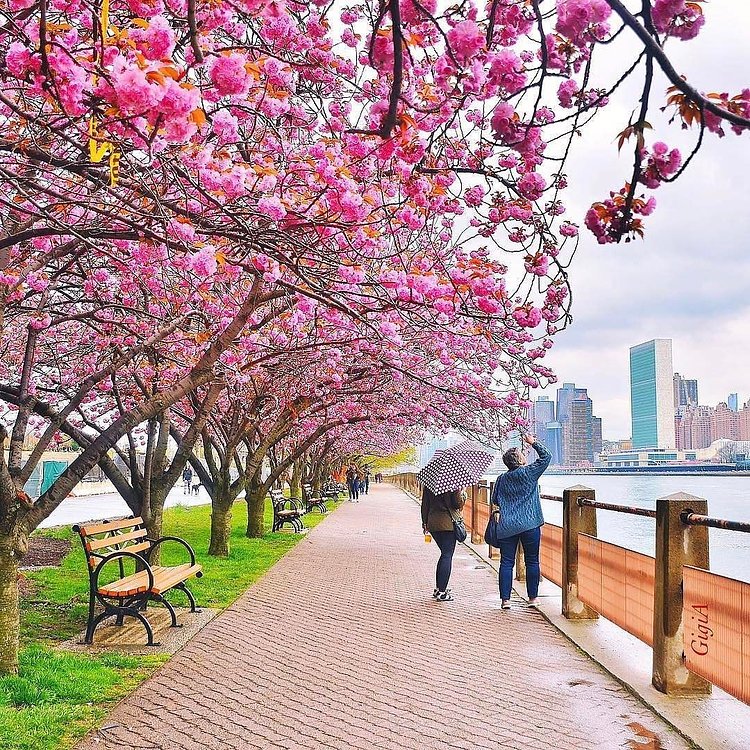 Photo via @gigi.nyc 
#viewingnyc