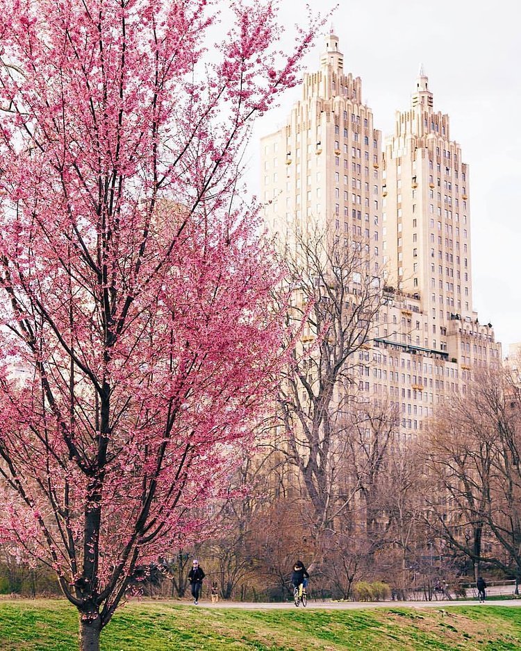 Central Park, Manhattan, New York. Photo by: @jssilberman