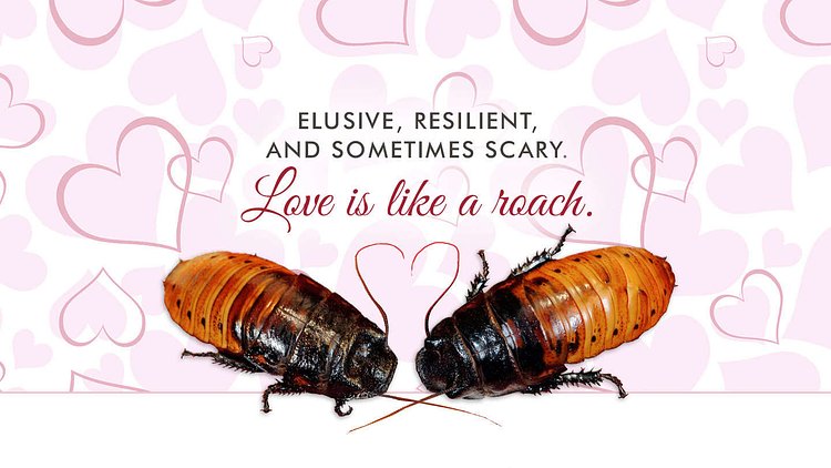 Elusive, Resilient, and Sometimes Scary. Love is Like a Roach.
