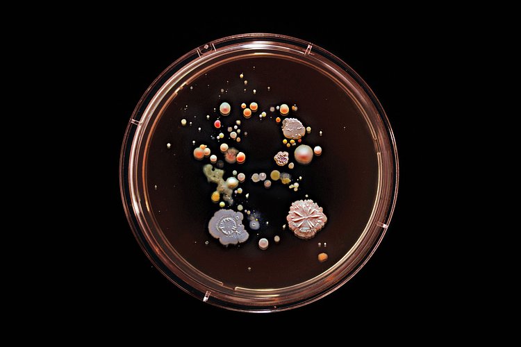 B Train: Contains E. coli, Staphylococcus aureus, Bacillus subtilis