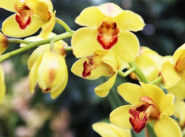 This is the Cymbidium, otherwise called Golden Boy.