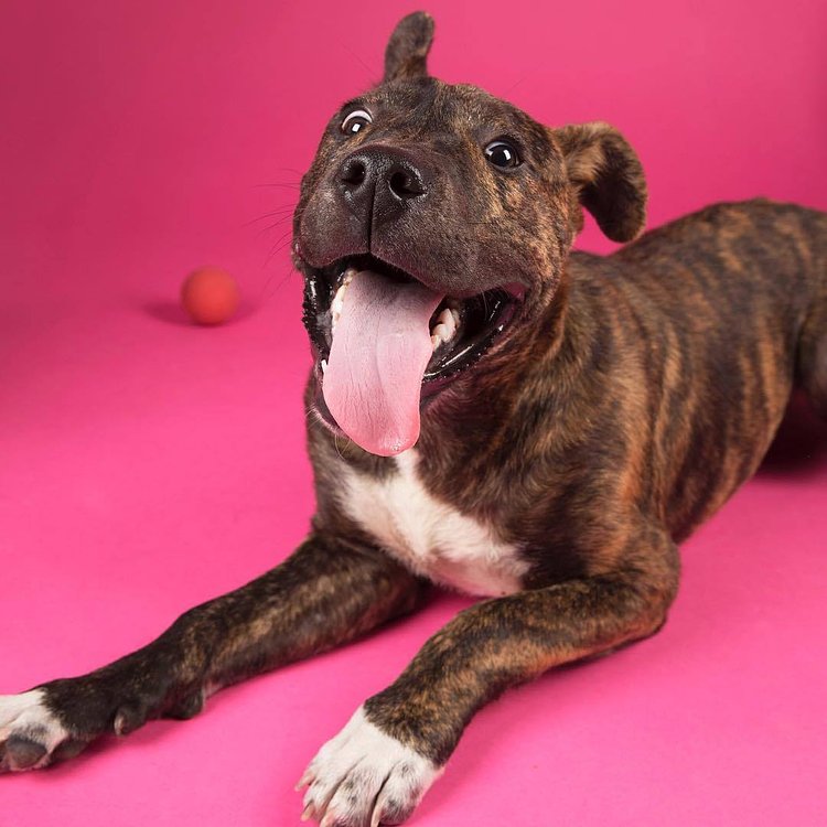 Hump day got me feeling like...😝 Tickets on sale now for HUMAN’S BEST FRIEND! Come play with NYC rescue pups like Ray Ray 🐾 #humansbf