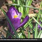 50,000 Crocus Bulbs Starting To Bloom In New York City Parks