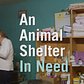 The Only No-Kill Animal Shelter In The Bronx May Close