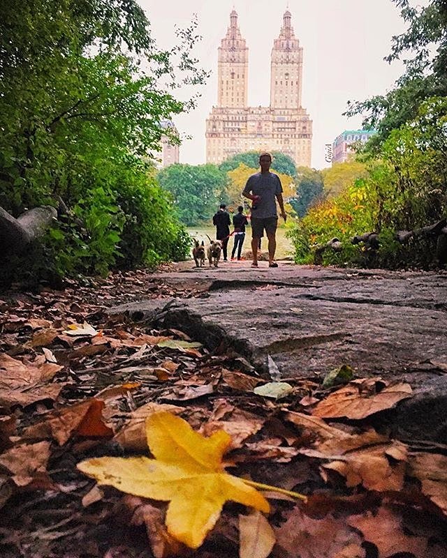 Central Park, New York. Photo via @gigi.nyc #viewingnyc #newyorkcity #newyork #nyc