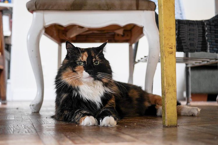 “It’s hard being one of two cats in a house. You only see each other. You only have one other being you can truly relate to or seek advice from, because they’re the only one who would really get you. And then half the time you can’t even get along because of the intensely territorial, independent nature you both possess.”
- Momma, Park Slope
(If you like “Felines of New York” support us on Patreon (patreon.com/felinesofnewyork)! 10% goes to New York’s Feral Cat Initiative at the end of each month.”)