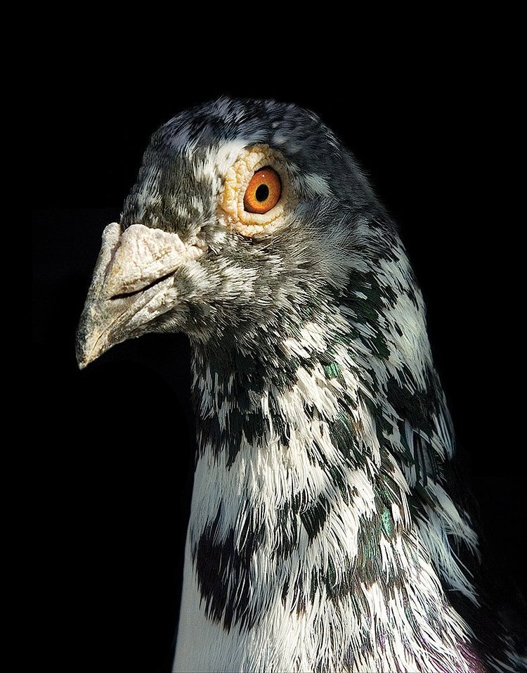 The New York Pigeon: Behind the Feathers