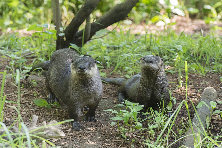 North American River Otter Pup Debuts at WCS’s Prospect Park Zoo