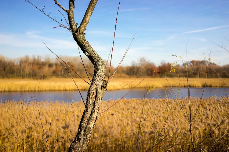 Ridgewood Reservoir, Queens