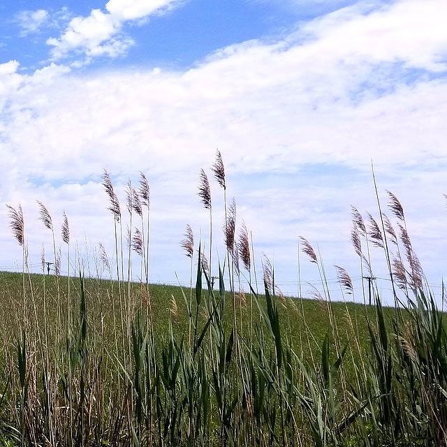 Freshkills Park, Staten Island