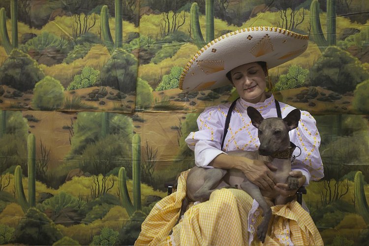 A woman holds a Xoloitzcuintle or "Mexican Hairless Dog" on her lap during a Meet the Breeds event on February 14, 2015, ahead of the Westminster show.