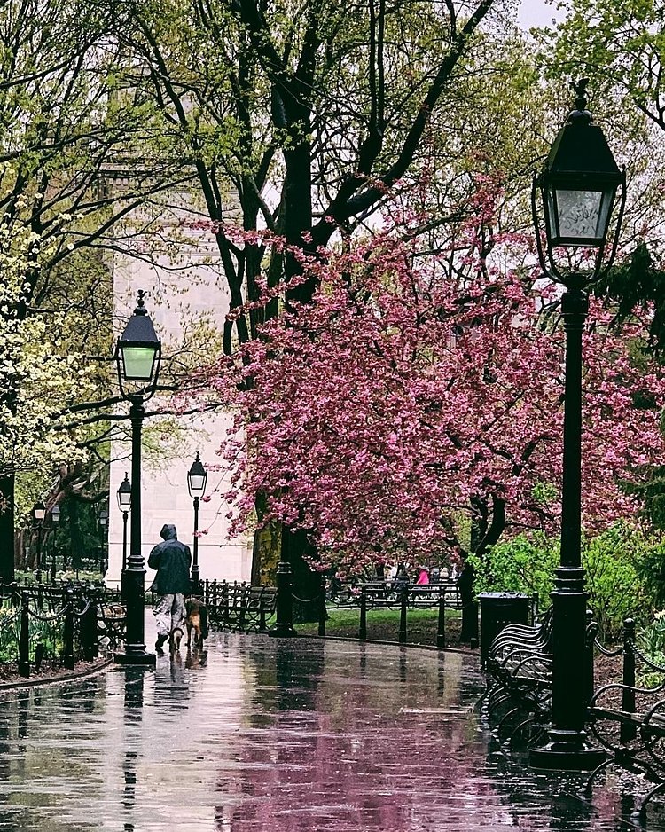 Washington Square Park, Manhattan. Photo via @iwyndt #viewingnyc #nyc #newyork #newyorkcity #washingtonsquarepark
