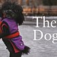 The Dogist