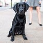 Emma, Labrador Retriever (8 m/o), Bond &amp; Lafayette St., New York, NY http://t.co/SdqoE5GBEV