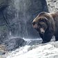 Central Park Zoo Brown Bears