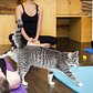 NYC’s Only Cat Cafe Unleashes Kitty Yoga Classes