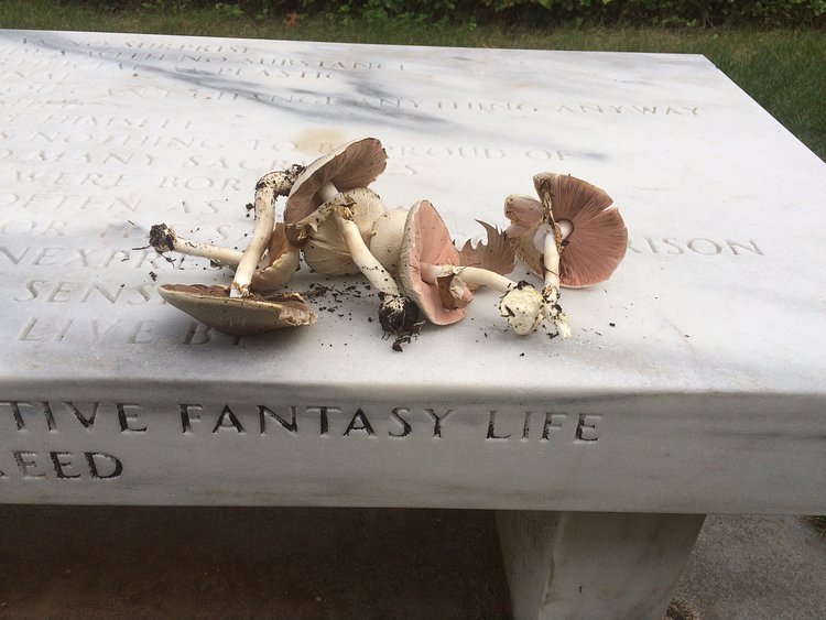 Agaricus sp.--September 2015