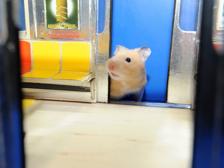 Edie's Big Adventure 01 | "Is this the Manhattan bound train?" 
Edie rides the model subway. Fall 2009. 

Follow me on <a href="https://www.facebook.com/jellomoldmistress" rel="noreferrer nofollow">Facebook</a>, visit my blog <a href="http://jellomoldmistress.com/" rel="noreferrer nofollow">The Jello Mold Mistress of Brooklyn</a>