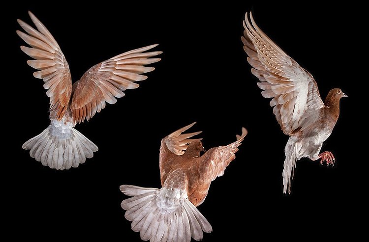 The New York Pigeon: Behind the Feathers