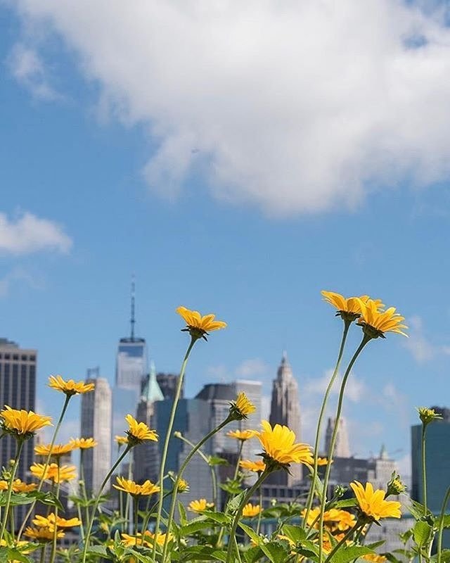 New York, New York. Photo via @camilleschaer #viewingnyc #newyorkcity #newyork